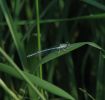 Filename=white-leg_web.jpg
Filesize=49KiB
Dimensions=700x664
Date added=Jun 12, 2007 white-leg_web.jpg