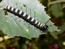 Filename=Alder_Moth_Caterpillar.JPG
Filesize=59KiB
Dimensions=650x488
Date added=Jul 21, 2008 Alder_Moth_Caterpillar.JPG