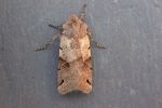 Filename=Brown-spot_Pinion.JPG
Filesize=34KiB
Dimensions=650x431
Date added=Sep 25, 2009 Brown-spot_Pinion.JPG
