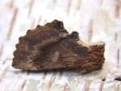 Filename=Coxcomb_Prominent.JPG
Filesize=36KiB
Dimensions=600x450
Date added=Apr 22, 2007 Coxcomb_Prominent.JPG