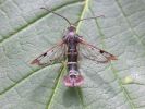 Filename=Current_Clearwing.JPG
Filesize=46KiB
Dimensions=600x450
Date added=Jun 21, 2007 Current_Clearwing.JPG