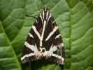 Filename=Jersey_Tiger.JPG
Filesize=65KiB
Dimensions=700x525
Date added=Aug 13, 2009 Jersey_Tiger.JPG