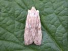 Filename=Pale_Pinion.JPG
Filesize=40KiB
Dimensions=600x450
Date added=Apr 22, 2007 Pale_Pinion.JPG