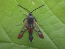 Filename=Red-tipped_Clearwing.JPG
Filesize=33KiB
Dimensions=600x450
Date added=Jul 05, 2007 Red-tipped_Clearwing.JPG