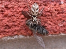 Filename=Sitticus_pubescens_.JPG
Filesize=96KiB
Dimensions=481x360
Date added=Oct 02, 2012 Sitticus_pubescens_.JPG