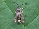 Filename=Six-belted_Clearwing.JPG
Filesize=34KiB
Dimensions=600x450
Date added=Jul 05, 2007 Six-belted_Clearwing.JPG