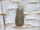 Filename=Small_Mottled_Willow.jpg
Filesize=51KiB
Dimensions=600x450
Date added=Jul 25, 2006 Small_Mottled_Willow.jpg