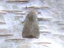 Filename=Small_Quaker.JPG
Filesize=39KiB
Dimensions=600x450
Date added=Mar 13, 2007 Small_Quaker.JPG