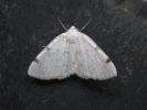 Filename=White-pinion_Spotted.JPG
Filesize=39KiB
Dimensions=700x525
Date added=May 10, 2011 White-pinion_Spotted.JPG