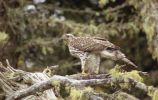 Filename=atrip_goshawk.jpg
Filesize=44KiB
Dimensions=600x379
Date added=Mar 03, 2006 atrip_goshawk.jpg