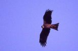 Filename=black-eared_kitelb3.jpg
Filesize=29KiB
Dimensions=550x359
Date added=Nov 16, 2006 black-eared_kitelb3.jpg