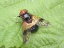 Filename=DSCN4744Volucella-pellucens.jpg
Filesize=53KiB
Dimensions=400x300
Date added=Aug 13, 2006 DSCN4744Volucella-pellucens.jpg