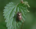 Filename=DSC_0027_edited-2_Pentatoma_rufipes.jpg
Filesize=69KiB
Dimensions=500x403
Date added=Aug 19, 2006 DSC_0027_edited-2_Pentatoma_rufipes.jpg