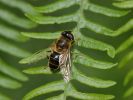Filename=DSC_0032_edited-1-Eristalis.jpg
Filesize=129KiB
Dimensions=456x342
Date added=Jul 29, 2007 DSC_0032_edited-1-Eristalis.jpg