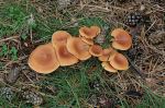DSC_0040_edited-1webfungi.jpg