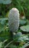 Filename=DSC_0157_edited-2webCoprinus_comatus_____.jpg
Filesize=33KiB
Dimensions=363x600
Date added=Nov 04, 2006 DSC_0157_edited-2webCoprinus_comatus_____.jpg