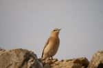 Wheatear-007Copyweb.jpg