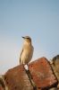 Wheatear-010Copyweb.jpg