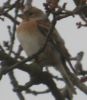 brambling_crop_2.JPG