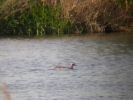 Garganey.jpg