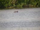 Filename=Garganey02.jpg
Filesize=68KiB
Dimensions=640x480
Date added=Apr 29, 2007 Garganey02.jpg
