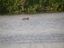 Garganey02.jpg