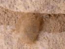 Filename=RTcocoon.jpg
Filesize=88KiB
Dimensions=640x480
Date added=Apr 28, 2007 RTcocoon.jpg