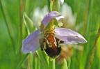 Filename=beeweb.jpg
Filesize=118KiB
Dimensions=600x415
Date added=Jun 26, 2013 beeweb.jpg