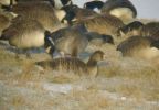 Filename=goose.jpg
Filesize=113KiB
Dimensions=500x346
Date added=Dec 26, 2010 goose.jpg
