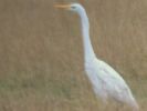 great_white_egret_013.JPG