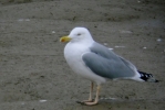 gull1.jpg