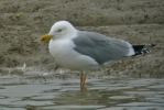 gull2.jpg