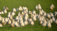 Filename=gulls.jpg
Filesize=121KiB
Dimensions=500x270
Date added=Jan 20, 2012 gulls.jpg
