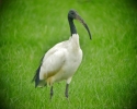 ibis1.jpg