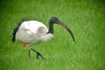 ibis2.jpg