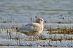 Filename=ice1a.jpg
Filesize=118KiB
Dimensions=500x333
Date added=Feb 24, 2012 ice1a.jpg