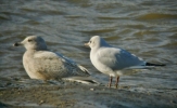 Filename=kum4.jpg
Filesize=120KiB
Dimensions=500x306
Date added=Jan 26, 2012 kum4.jpg