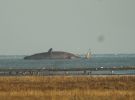 Filename=whale.jpg
Filesize=57KiB
Dimensions=500x370
Date added=Dec 09, 2006 whale.jpg