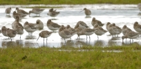 Bar-Tailed-Godwit.jpg