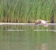 Bittern-at-Boultham-Mere.jpg