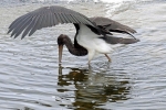 Black-Stork2C-Dunsby.jpg