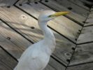 Filename=Cattle_Egret.JPG
Filesize=22KiB
Dimensions=448x336
Date added=Feb 10, 2008 Cattle_Egret.JPG