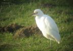 Cattle_Egret_Cropped.JPG