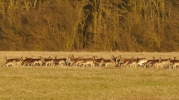 Deer-Hawthorpe.jpg