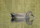 Gadwall_Kingfisher_Hide.JPG