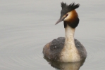 Great-Crested-Grebe.jpg