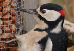 Great-Spotted-Woodpecker.jpg