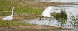 Little-Egrets.jpg