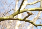 Nuthatch-Swanpool.jpg