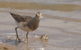 Pectoral-Sandpiper.jpg